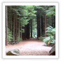 The Redwoods - Whakawarewa Forest